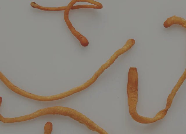 Cordyceps mushroom illustration