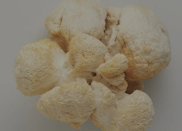 Lion's Mane mushroom illustration